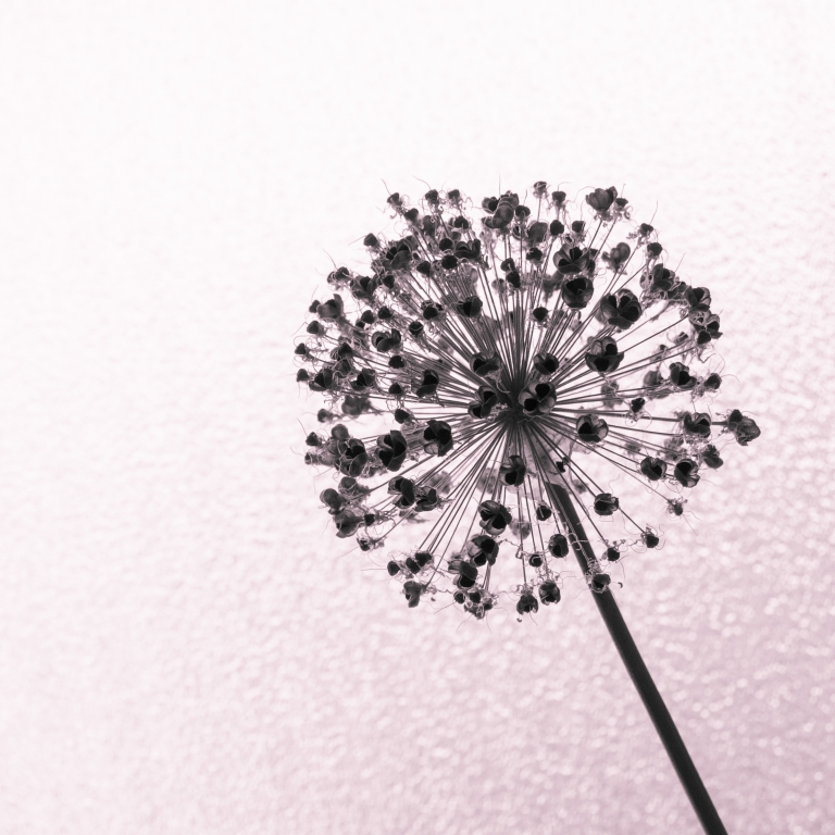 pink allium seeds