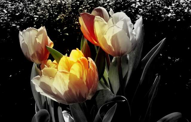 colpi di sole · graziellataibi