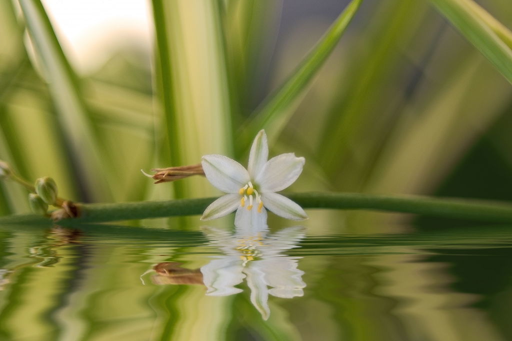 Fiore bagnato