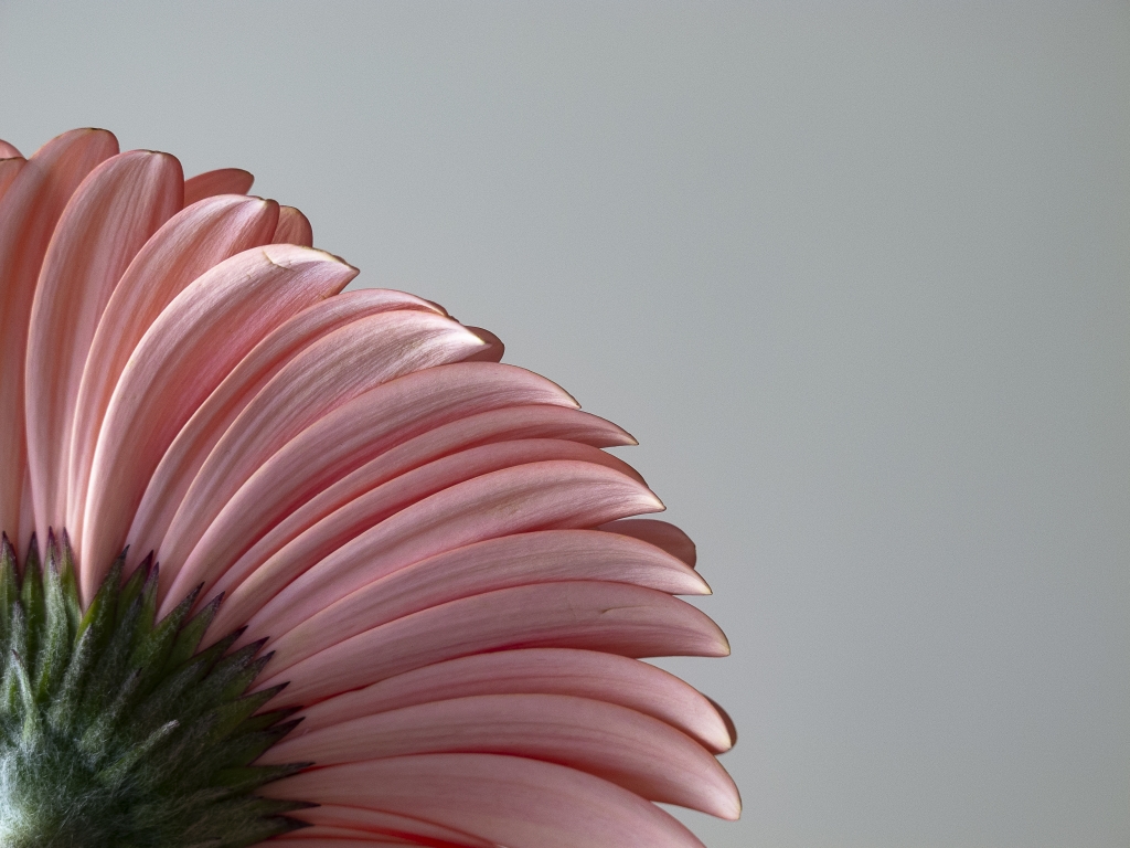 Gerbera