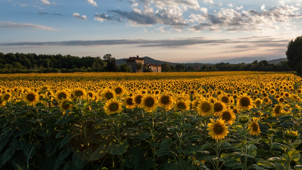 Cielo d'estate su un mare di girasoli