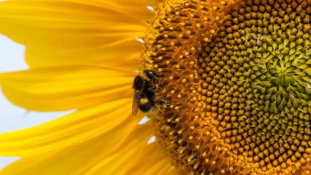 Il bombo ed il girasole