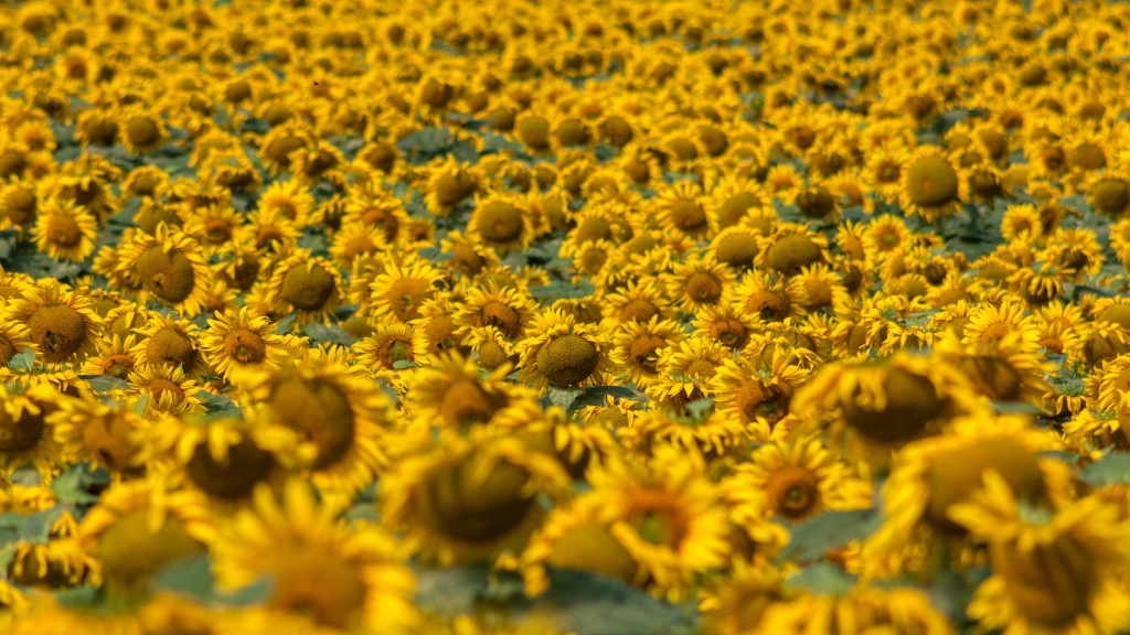 Un mare di girasoli