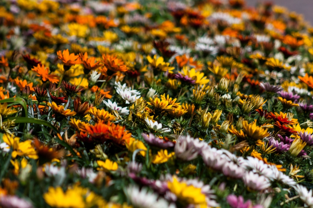 I colori della natura