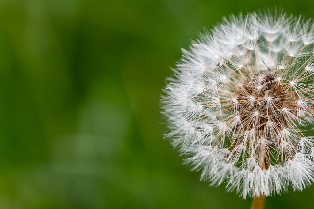 Un soffione nel verde