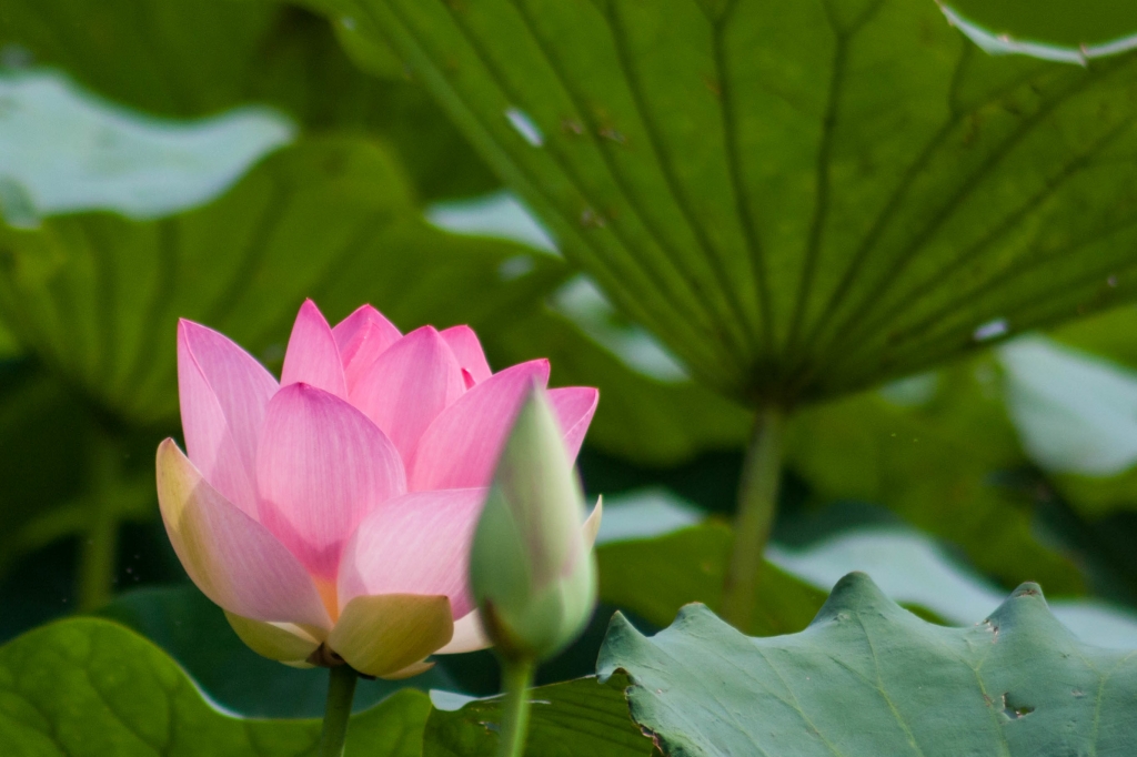 Il fiore di loto