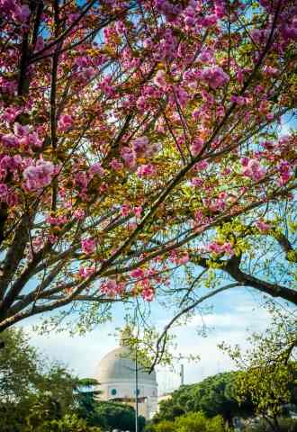 PRIMAVERA ROMANA