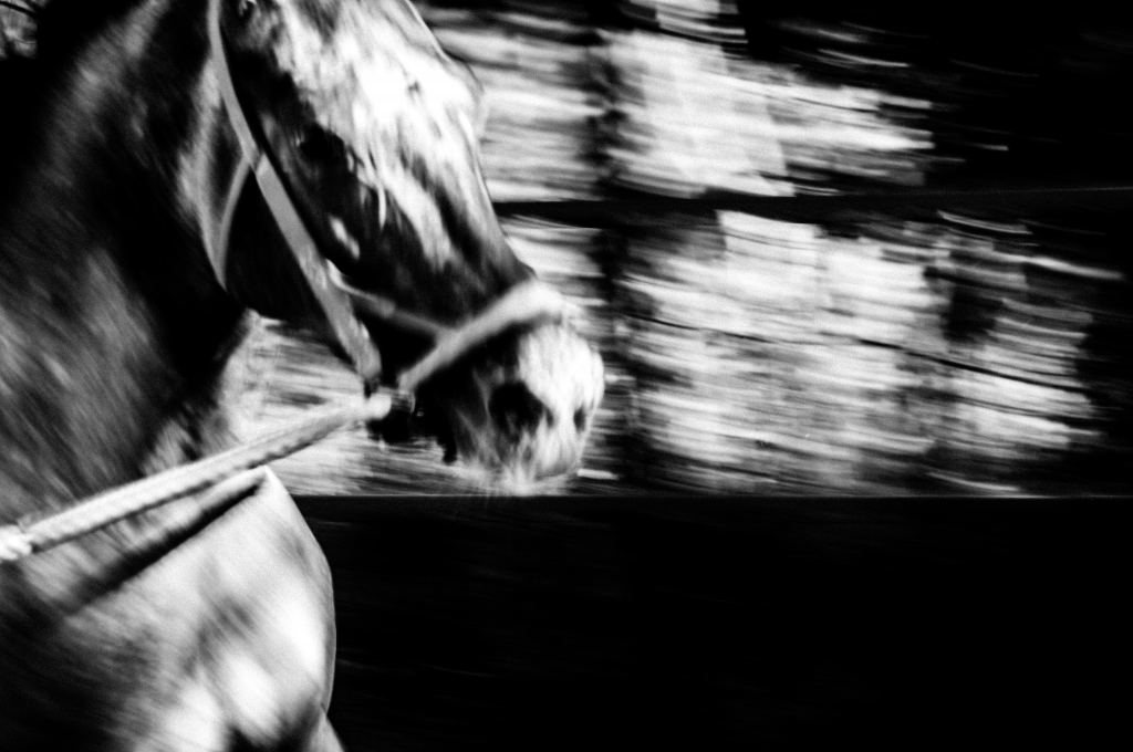 Cavallo in corsa