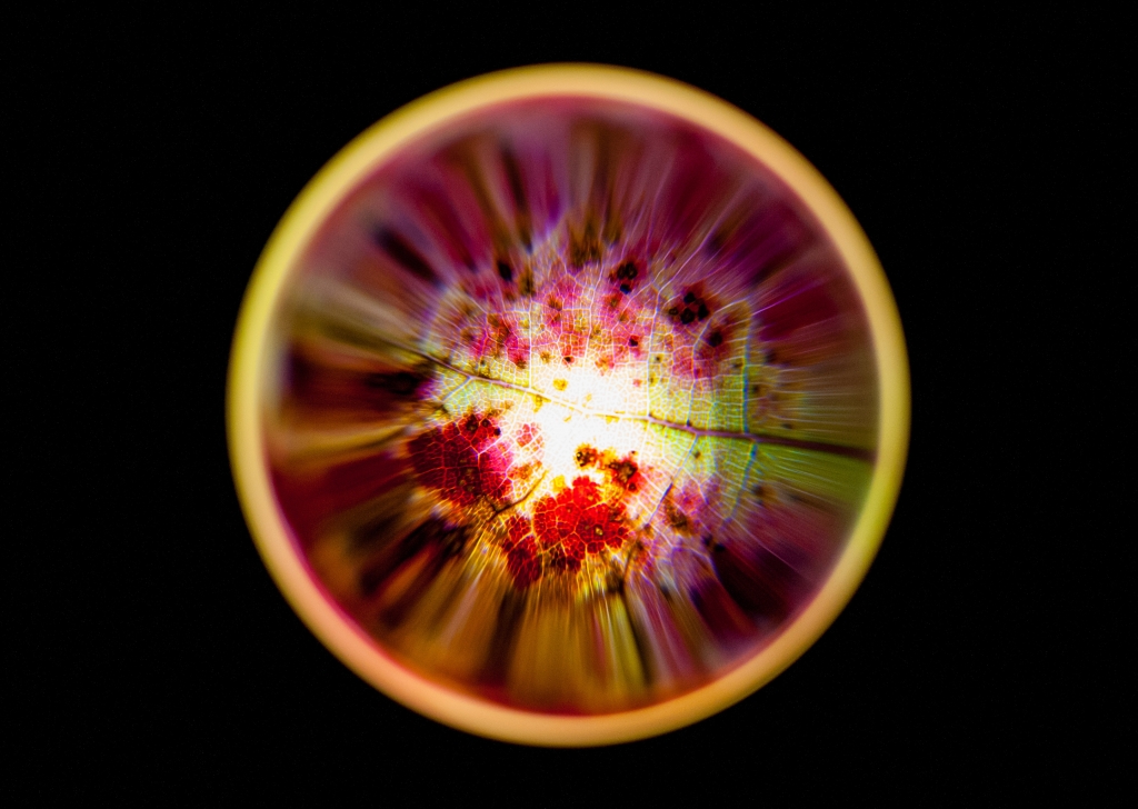 Foglia colorata