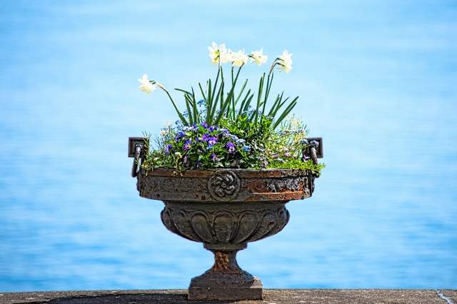 Vaso di fiori