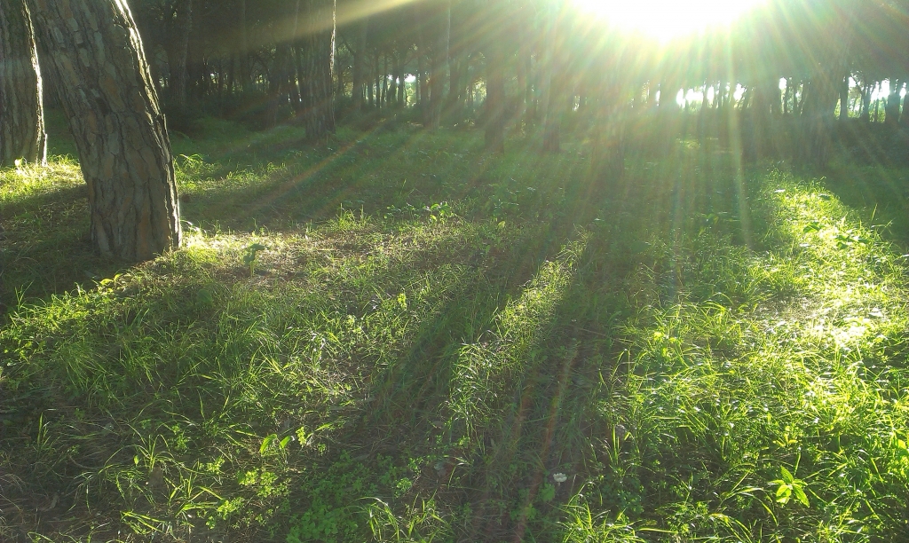 Raggi tra gli alberi.