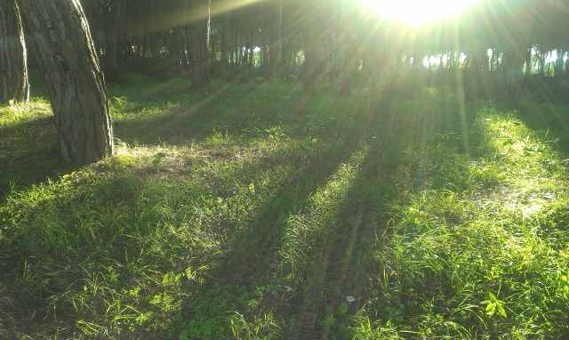 Raggi tra gli alberi.