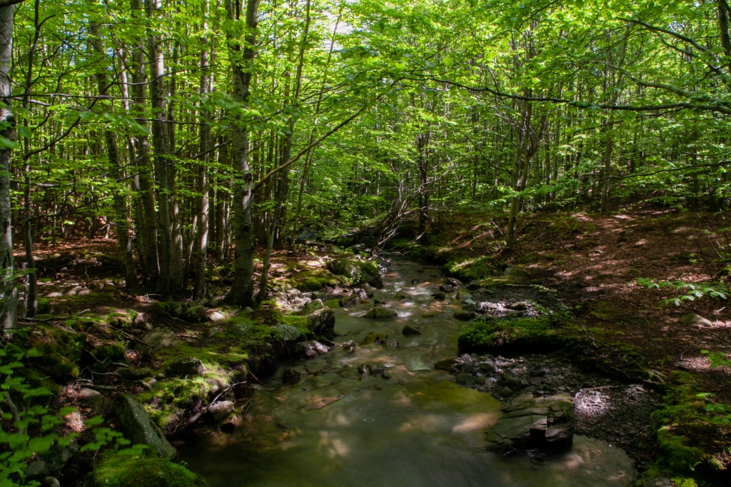 Bosco appenninico con fiume, Italia