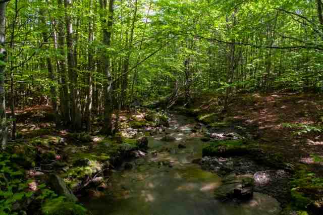 Bosco appenninico con fiume, Italia