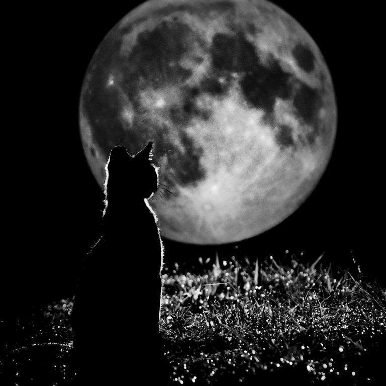 La gatta lunare