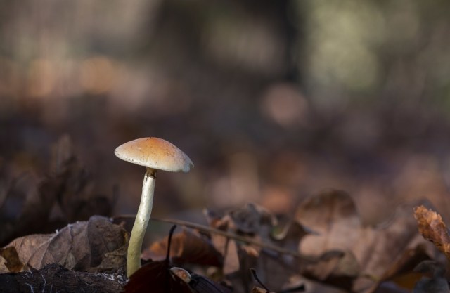 Funghi nel sottobosco