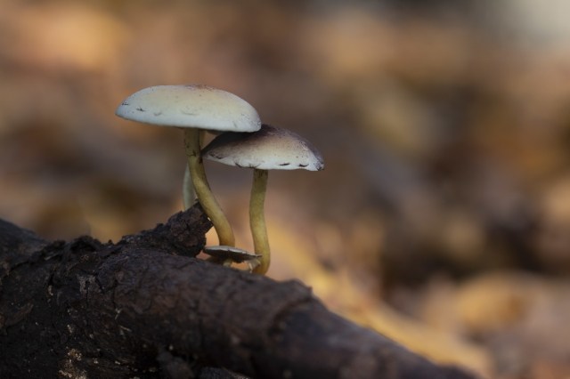 Funghi nel sottobosco