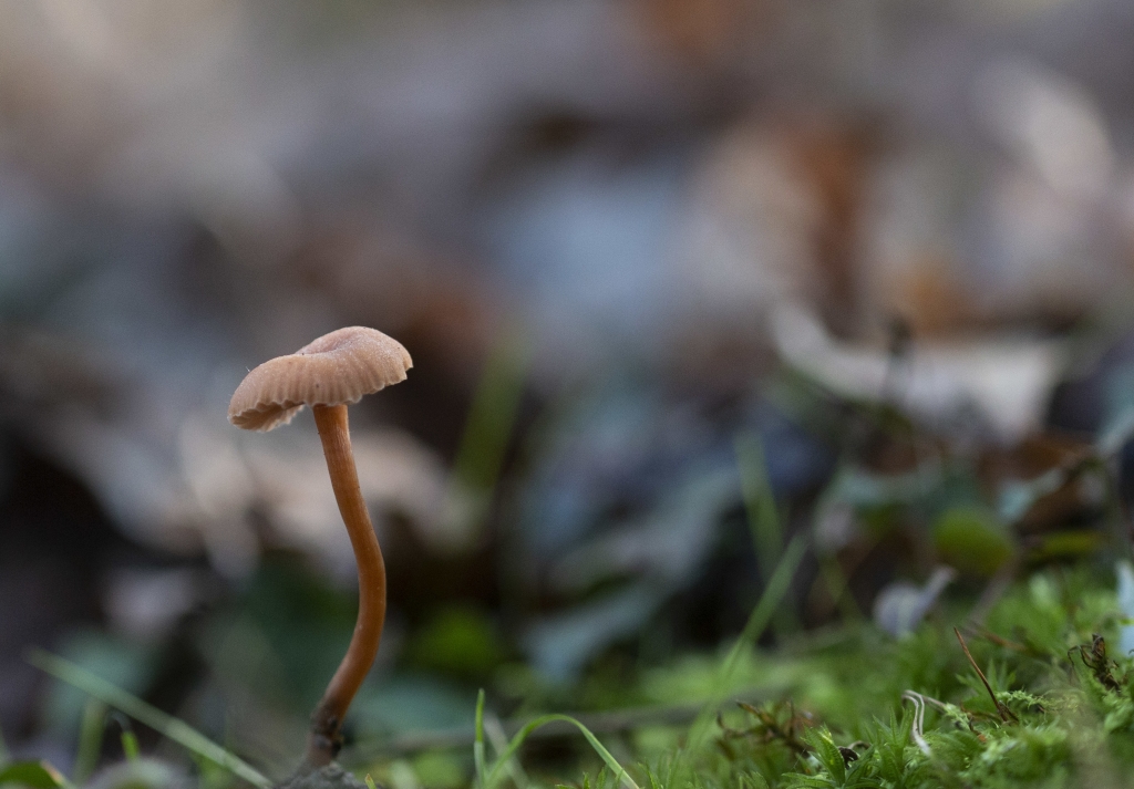 Funghi nel sottobosco