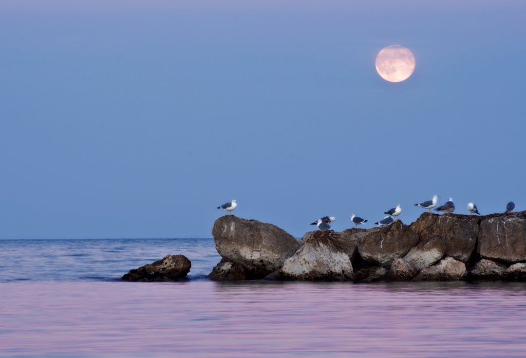 Luna sul mare con gabbiani