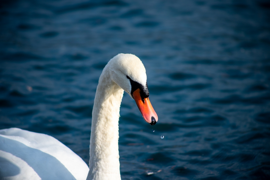 Cigno