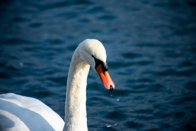Cigno · lang_bart