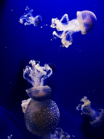 Meduse