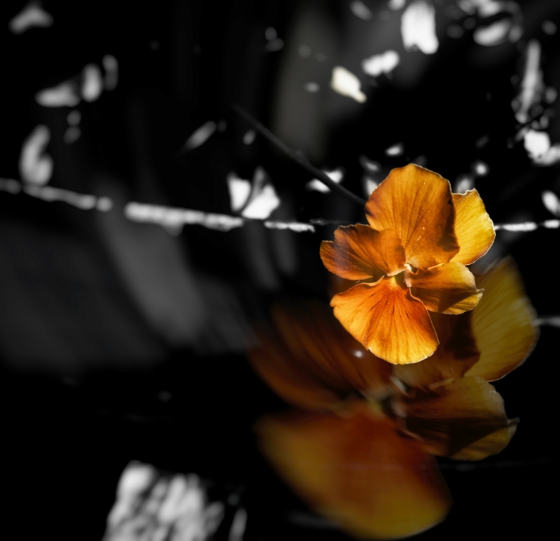 SILENT SORROW