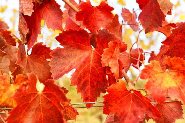 Foglie rosse di una vite.