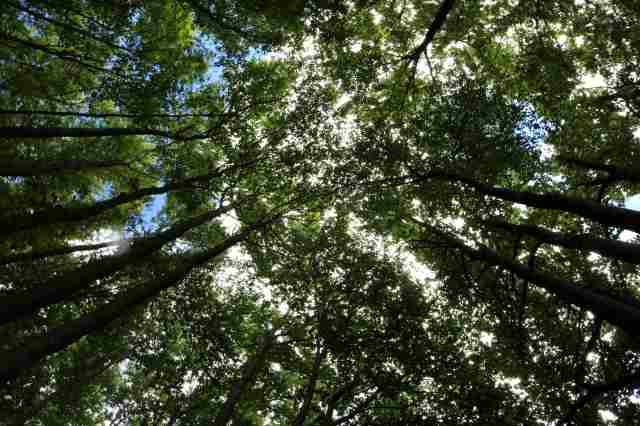 Alberi visione 1