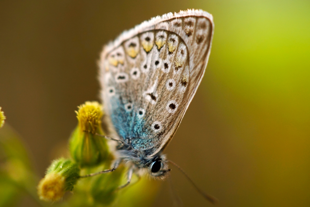 Farfalla posata su fiori di margherita