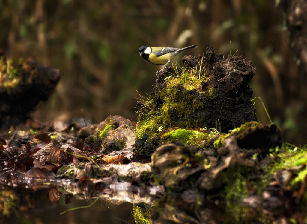 Cinciallegra (Great Tit) nel bosco