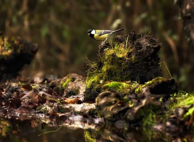 Cinciallegra (Great Tit) nel bosco