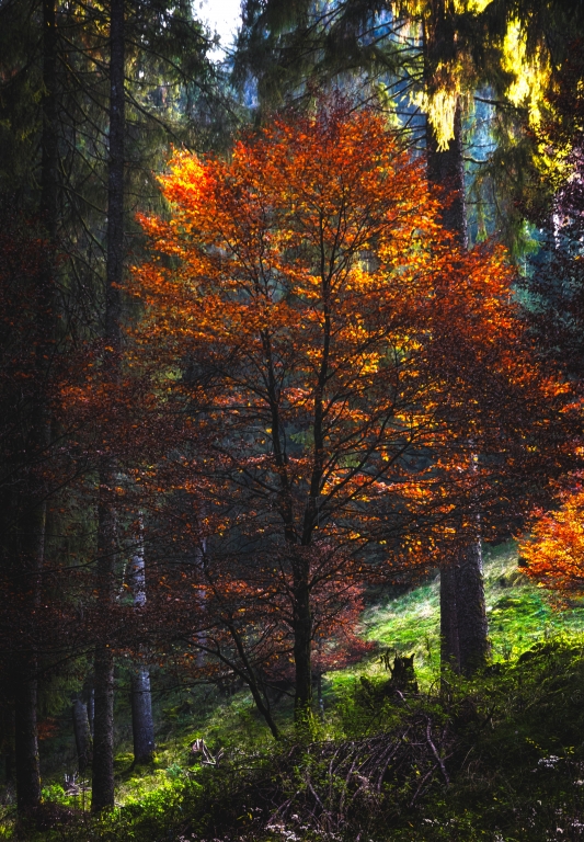 Foliage autunnale