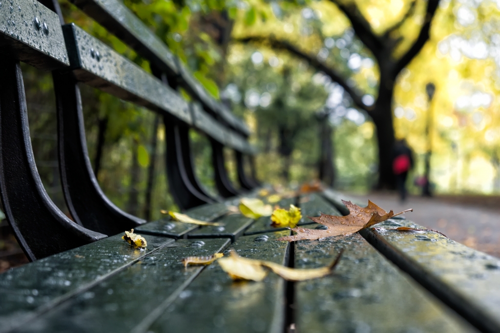 Foliage in New York