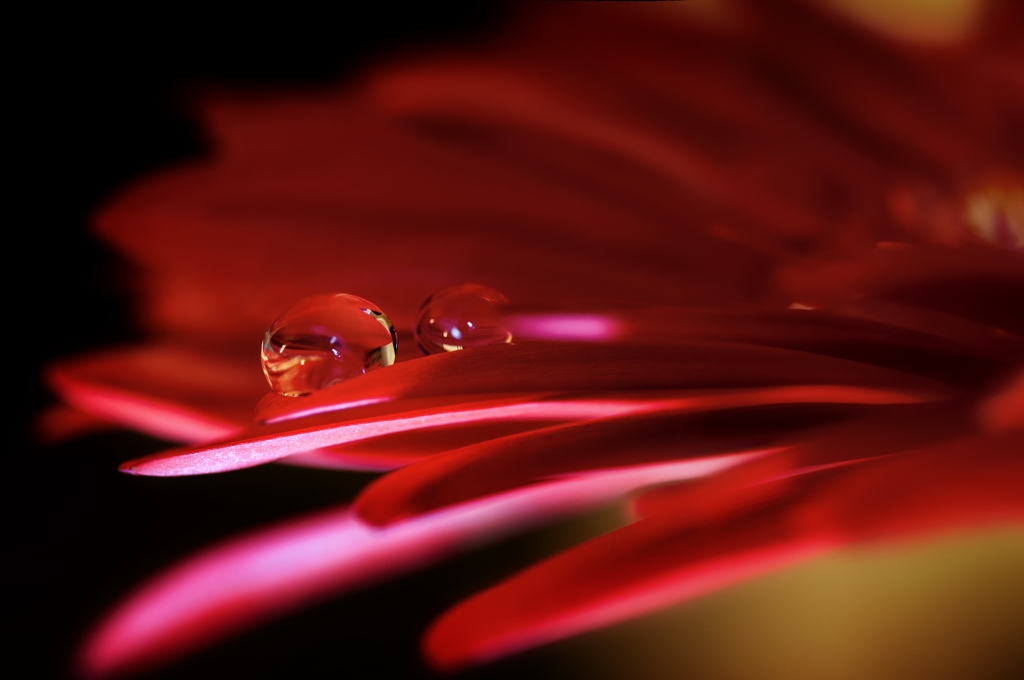 Gerbera 2 Macro