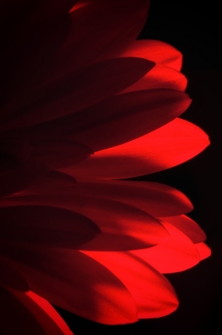 Gerbera 3 Macro · cristianghisla