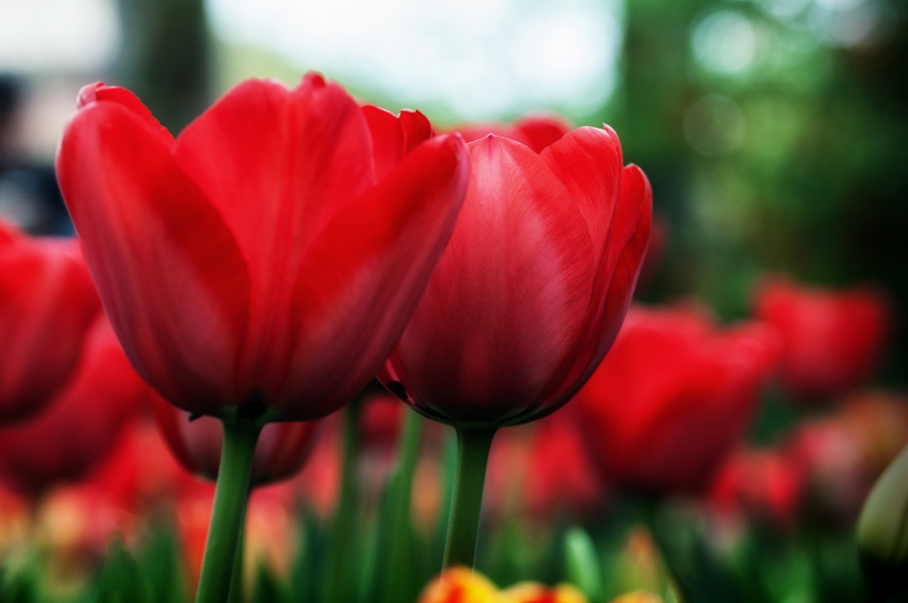 Tulipani rossi