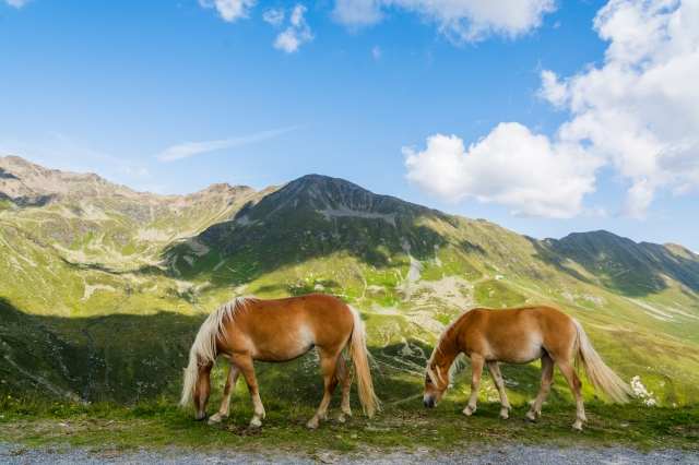 Cavalli palomino · agnolettoalberto