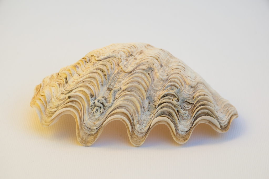 VALVA DI CONCHIGLIA