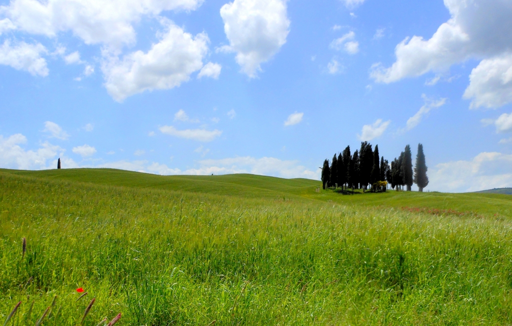 cipressini