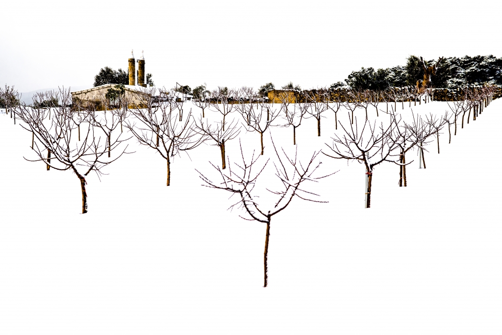 Alberi nella neve