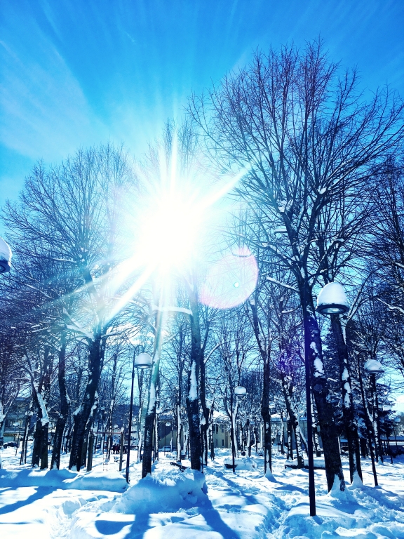 Luce tra gli alberi