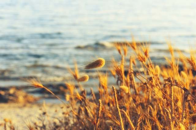 LAST RAY OF SUMMER