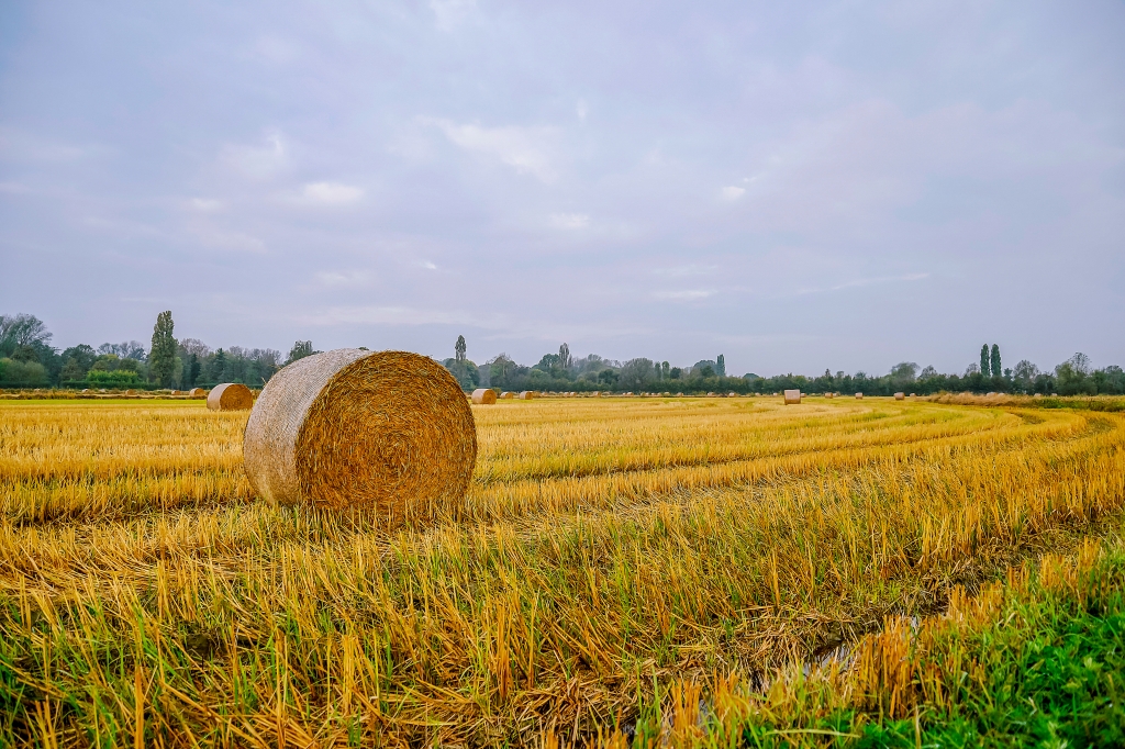 Balla di fieno in un campo di granoturco in autunno