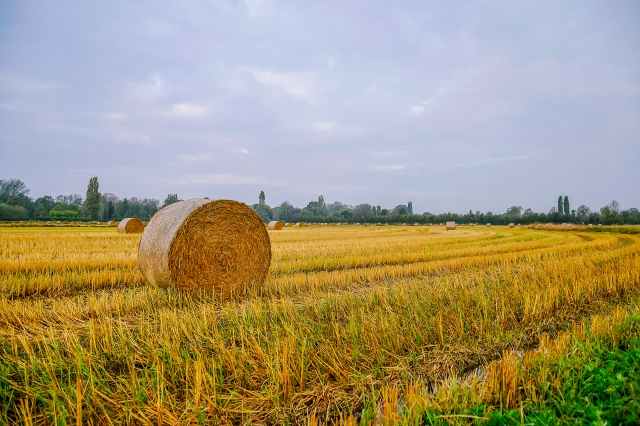 Balla di fieno in un campo di granoturco in autunno
