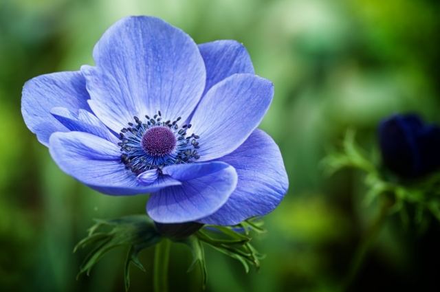 Fiore blu
