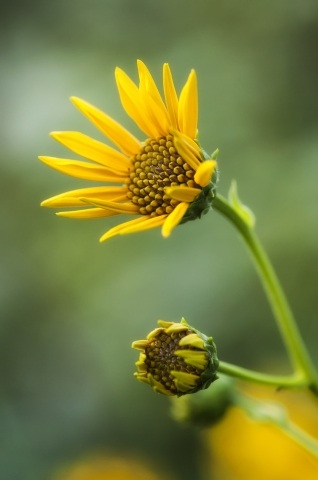 Fiore giallo su sfondo verde