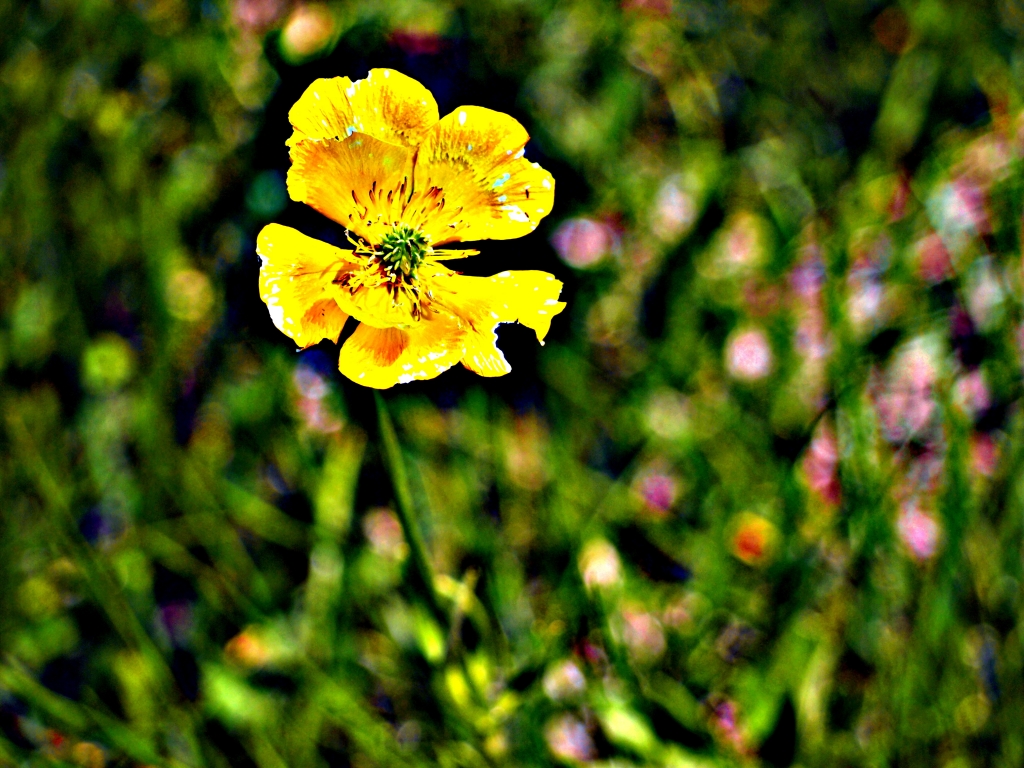 Fiore giallo psico