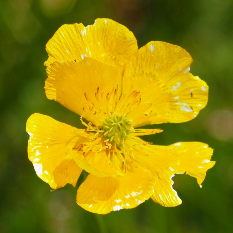 Fiore giallo