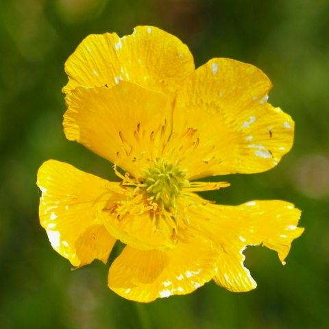 Fiore giallo